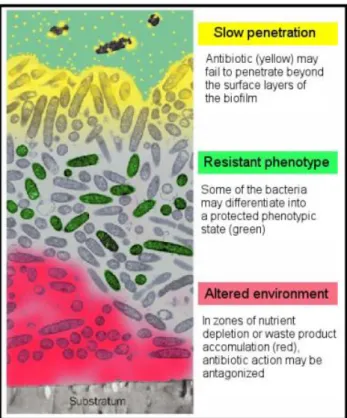 Figure 2.4 Some of the most discussed hypothesis for biofilm resistance to antibiotics