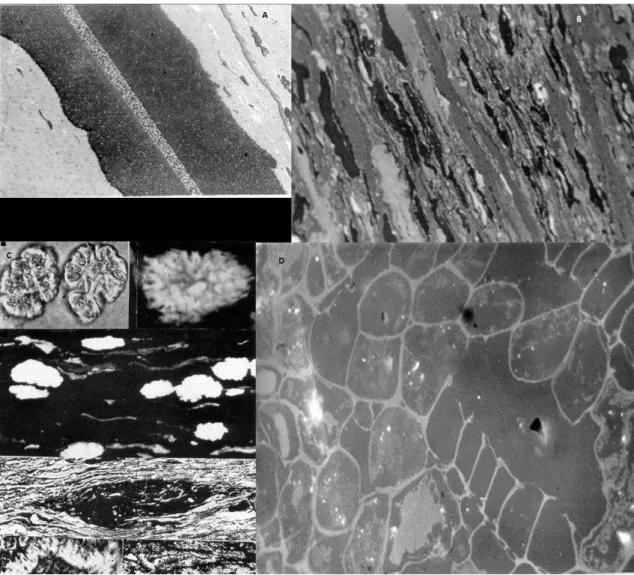 Figura  3.2:  Micrografia  dos  macerais  do  grupo  da  exinita:  a)  Esporinita;  b)  Culinita; c) Alginita; d) Resinita; Aumento de 500x