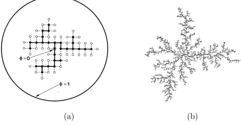 Figura 3.4: a) Modelo DBM. b) Ilustra¸c˜ao do algoritmo. Padr˜ao t´ıpico para η = 1 com 500 passos e dimens˜ao fractal m´edia d = 1.75 ± 0.02