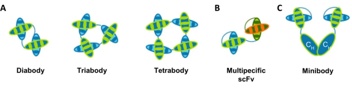 Figure 3. Multimeric formats of scFv. 