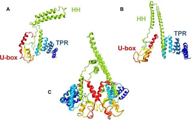 Figure 8. Representation of CHIP’s structure. 