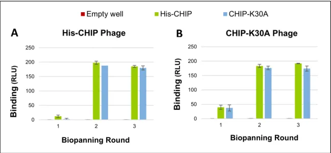 Figure 11. Enrichment of CHIP and CHIP-K30A binding phages through biopanning. 