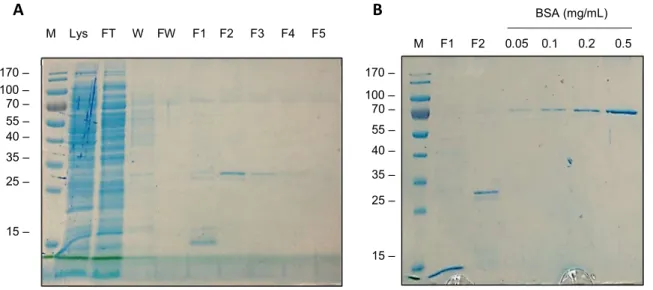 Figure 17. Soluble Expression, purification and quantification of scFv 11F in E. coli TG1