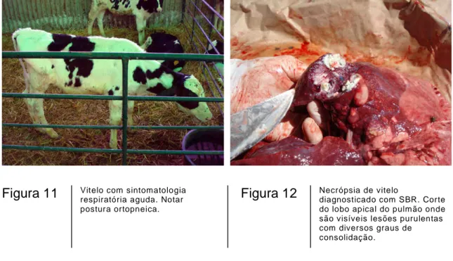 Figura 12  Necrópsia de vitelo 