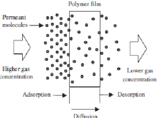 Figure 8 shows that the permeation of a permeant through a polymer film is driven by the  gradient concentration from high to low