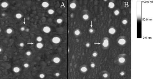 Fig. 4. AFM images of height of PLA-POLOX NC containing 99m Tc-fluconazole, 24 h (A) and 48 h (B) after deposition of formulation on the mica surface