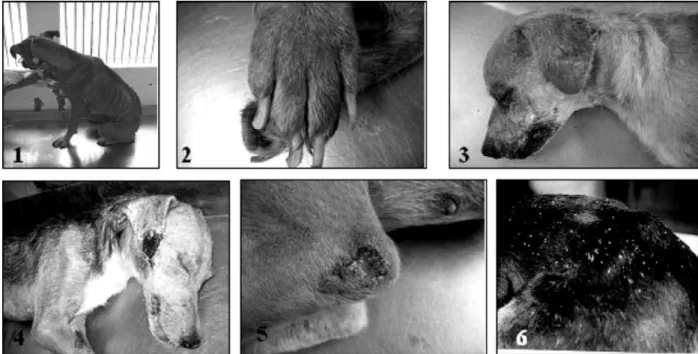 Fig. 1. Main clinical signs observed in symptomatic dogs affected by canine visceral leishmaniasis showing: 1