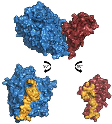 Figure 1.2: Interface of two proteins shown in yellow [9]