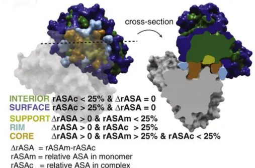 Figure 1.3: Cross section of a protein complex [4]
