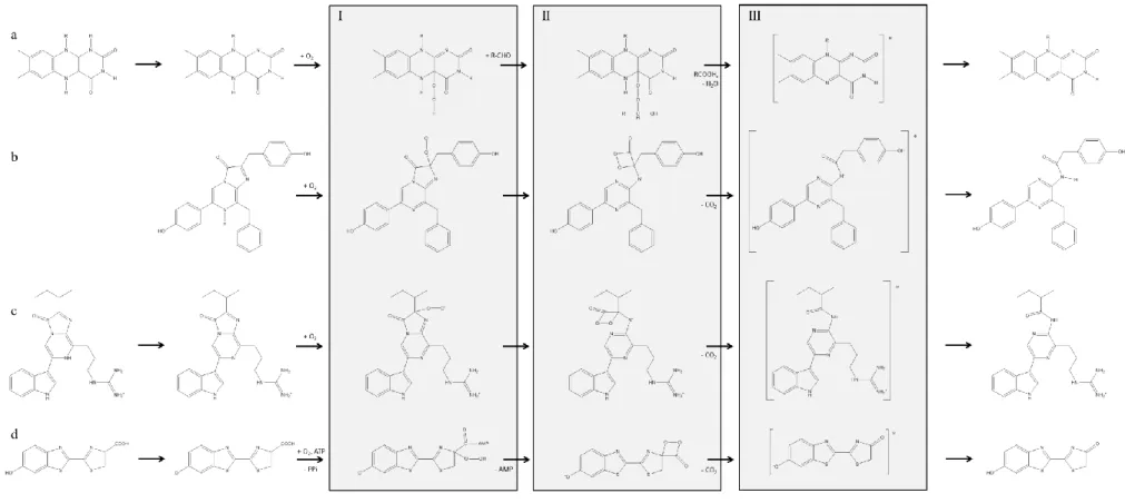 Figure  2.  Schematic  biochemical  reactions  catalyzed  by  (a)  bacterial  luciferase,  (b)  Renilla  and  Gaussia  luciferases,  (c)  Cypridina  luciferase  and  (d)  firefly  luciferase