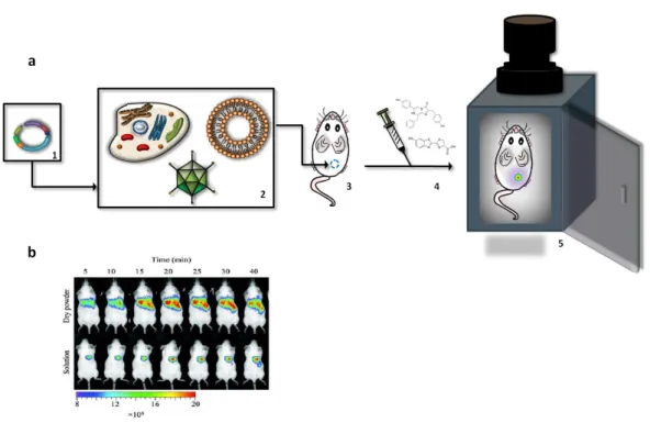 Figure 5. Bioluminescence imaging (BLI). (a) Principle of BLI. A plasmid (1) containing a luciferase gene is  introduced  into  vectors,  such  as  cells,  viruses  or  liposomes  (2)