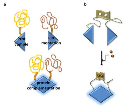 Figure 9. Schematic representation of light-tissues interactions. When a beam of light (thick arrow) is applied  upon a living animal, part of the light can be refracted (thin arrow)