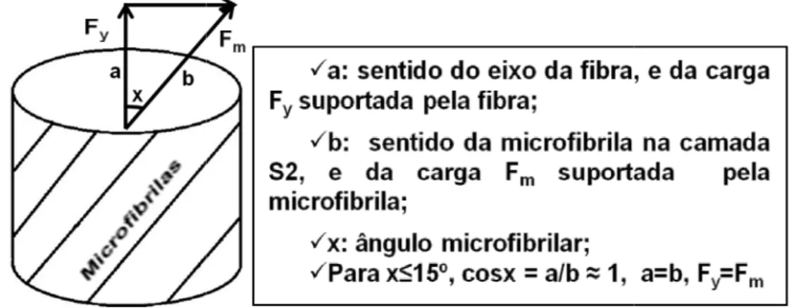 Figura 5.10. Análise da decomposição vetorial de forças na fibra ângulo microfibrilar