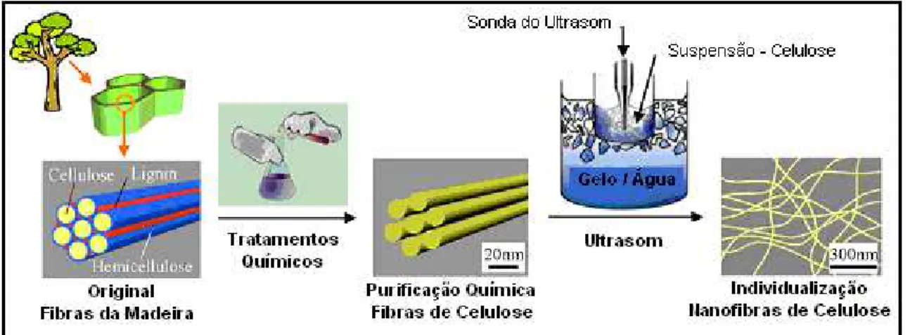 Figura 12: Esquema da individualização das microfibrilas de celulose por tratamento químico  e ultrassom de elevada intensidade
