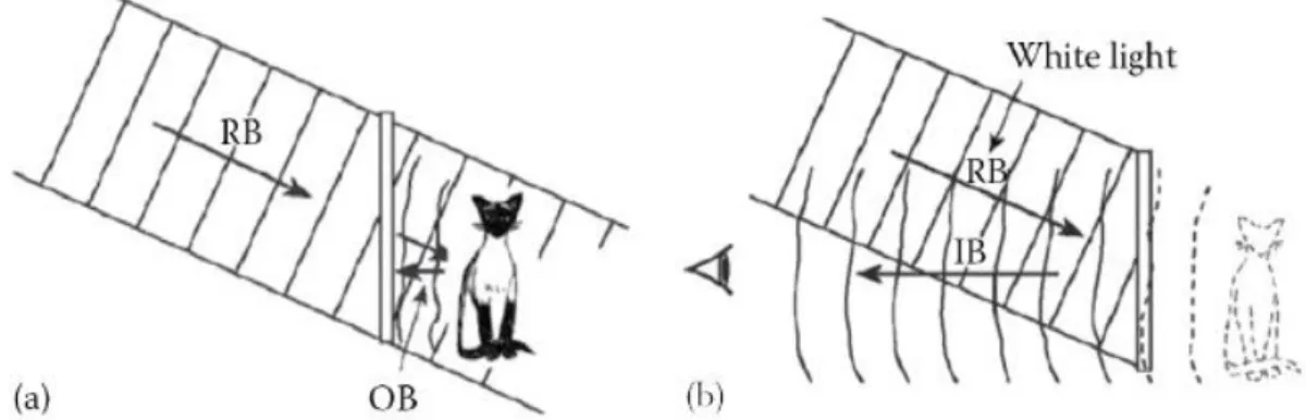 Figure  2.5: Principle of the Denisyuk (single-beam reflection) hologram. (a) In making  this type  of  hologram, the reference beam (RB) passes through the emulsion and illuminates the object to form  the object beam (OB), which is incident on the emulsio