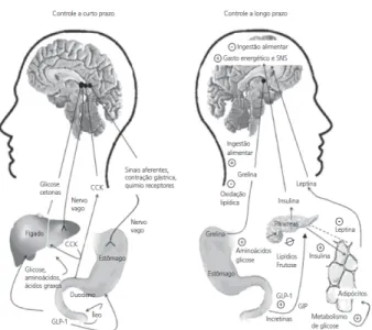 Figura 1.  Principais fatores fisiológicos e mecanismos corporais relacionados com  a regulação do apetite