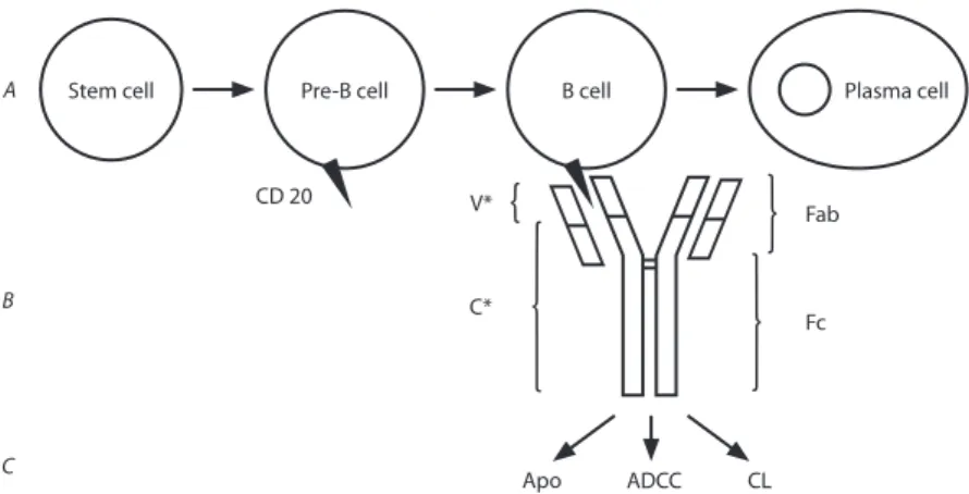 Figura 1 - Rituximab é um anticorpo monoclonal quimérico anti-CD20 que reconhece células B em diferentes está- está-dios de maturação, através das suas regiões Fab