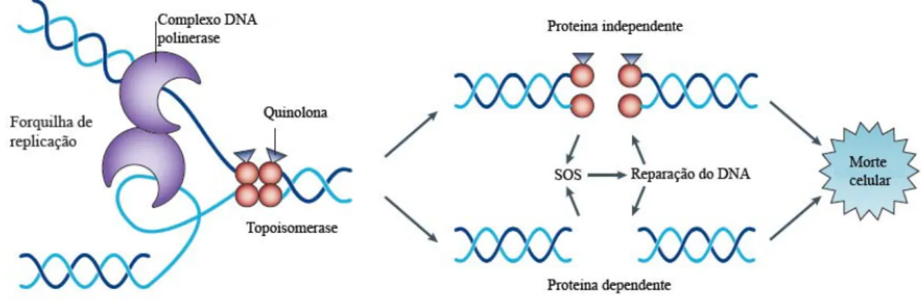 Figura 3 – Mecanismo de acção das Quinolonas (adaptado de Kohanski et al., 2010). 