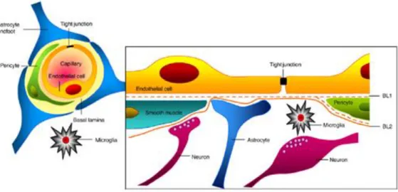 Figure  1.1  The  cell  associations  at  the  BBB  [5].  The  NVU  is  a  complex  cellular  system  that  includes highly specialized endothelial cells, a high  concentration of pericytes embedded in  the  endothelial  cell  basement  membrane;  astrocyt