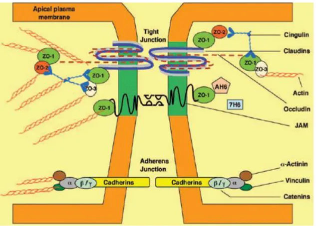 Figure 1.2 Simplified explanation of the molecular composition of endothelial TJ at the BBB are shown  [17]