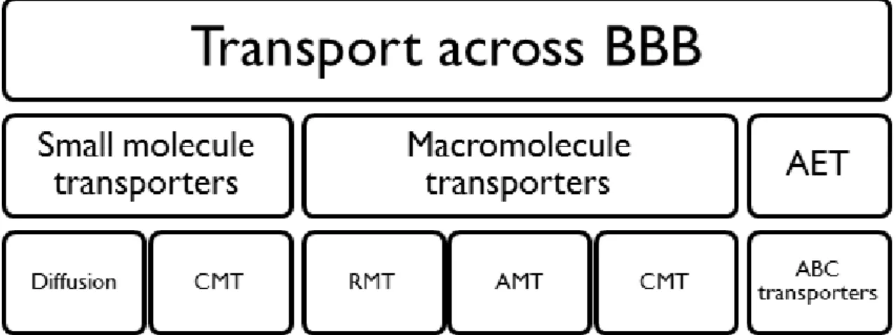 Figure  1.3  Different  type  of  blood  brain  barrier  (BBB)  transporters  adapted  from  [8]