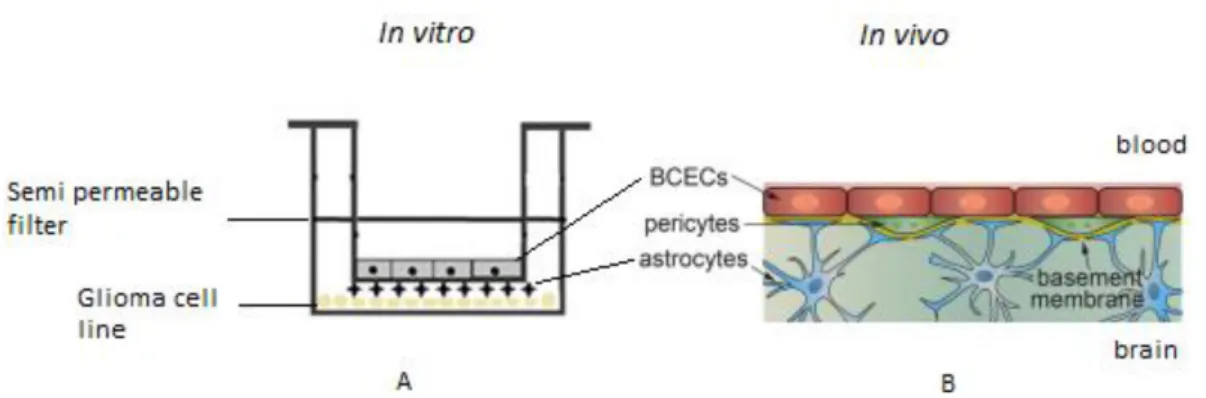 Figure 3.1 Schematic illustration of [A] in vitro BBB model  and [B]  in vivo BBB. Endothelial cells will  seeded on the apical chamber (blood) which is in the internal part of the in vitro model
