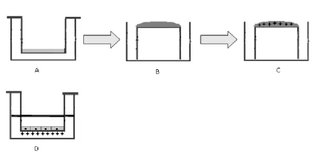 Figure 3.5 The experimental procedure for coculturing the endothelial cells and astrocytes on different  sides of the semi permeable ﬁlter