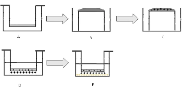 Figure 3.6  The experimental procedure for co-culturing the endothelial cells, astrocytes and U87 cell  line on different sides of the semi permeable ﬁlter