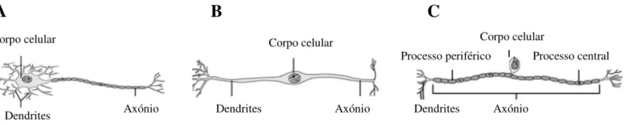 Figura  3.  Diferentes  tipos  de  neurónios  segundo  a  sua  estrutura  anatómica.  Neurónio  Multipolar  (A); 
