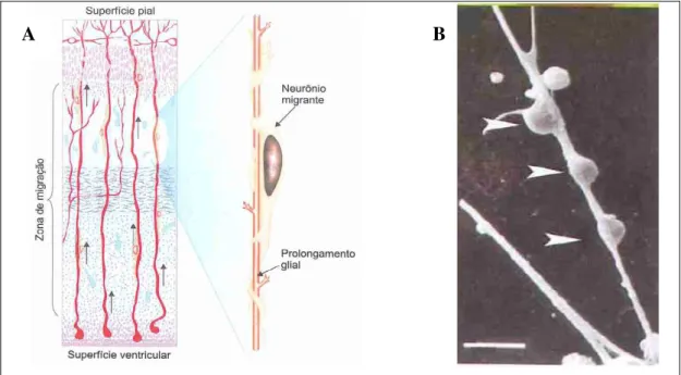 Figura  4.  A  -  Esquema  das  relações  entre  a  GR  e  os  neurónios  migrantes  na  morfogénese  do  córtex  cerebral