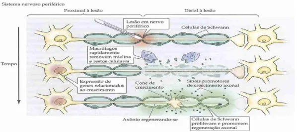 Figura 6. Esquema da resposta à lesão nos axónios do SNP (fonte: Purves, et alii., 2005) (1)