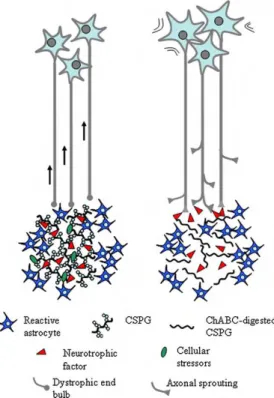 Figura 9. Representação da actividade conjunta dos astrócitos, das moléculas inibidoras do crescimento  axonal  (Cellular  stressors),  moléculas  inibidoras  produzidas  pelos  astrócitos  (CSPG),  da  enzima  Chondroitinase  ABC  (ChABC)  e  dos  factore