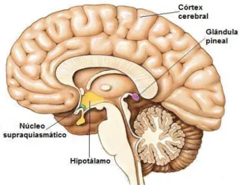 Figura  3.  Esquematização  da  localização  do  SCN  no  cérebro  humano  (adaptado  de  Tezanos, 2013)