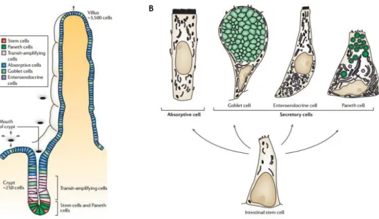 Figure  1.  1.  Intestinal  cells  lineage  in  mammalian  small  intestine.  Migratory  process  of  transit-amplifying  cells  occurs  in  an  orderly  fashion  along  the  crypt-villus  (A)  given  origin  to  four  main  cell  types  classified  accord