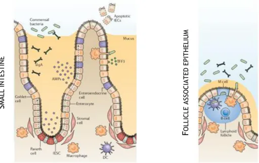 Figure 1. 2. The regulatory barrier function of intestinal epithelial cells. AMPs and TFF, respectively secreted by  goblet  and  Paneth  cells,  promote  the  exclusion  of  bacteria  from  the  epithelial  surface