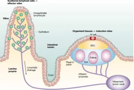 Figure 1. 3. Intestinal sites of immune response. The lymphoid areas are separated from the intestinal lumen by  FAE and a more diffuse area below the epithelium known as subepithelial dome (SED)