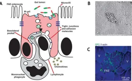 Figure 1. 4. Morphological features of M cells. (A) M cell features denoting the lack in microvilli and mucus layer  and  the  basolateral  pocket  containing  immunosurveillance  cells
