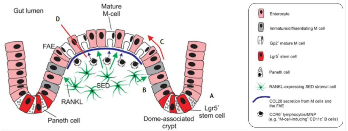 Figure 1. 5. Possible mechanism behind M-cell genesis derived from Lgr5+ stem cells in the crypts