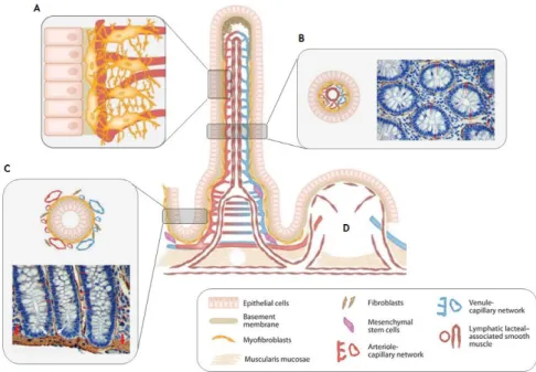 Figure 1. 6.  Stromal-epithelial interactions along the villus-crypt axis. (A) Detailed interactions between IMFs  that ensheaths the lamina propria and pericytes that support the capillaries
