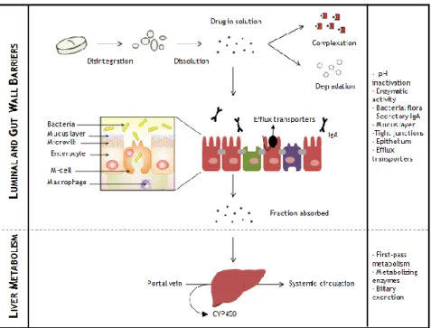 Figure  1.  7.Sequential barriers during  the transit of  a drug molecule  in the  GI tract when  orally administered  until reaches the systemic circulation
