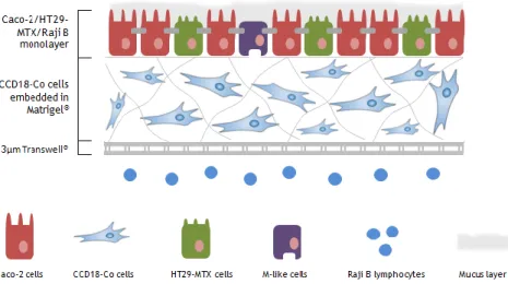 Figure  3.  2.  Schematic  configuration  of  the  double  3D  in  vitro  models.  (A)  CCD18-Co  cells  embedded  in  a  Matrigel ®   matrix,  representing  a  3D  assembly