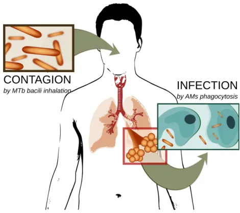 Figure 1: Contagion and infection by MTb