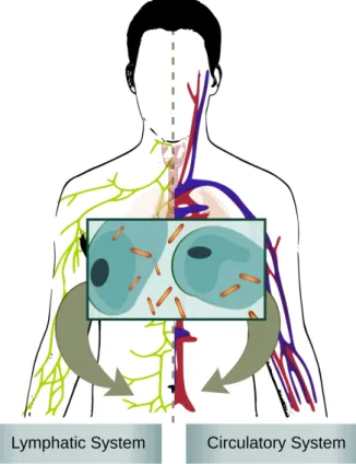 Figure 2: Extrapulmonary TB.