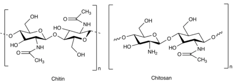 Figure 3. Chemical structure of chitin and chitosan. 