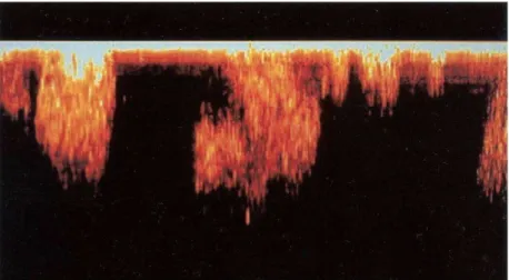 Figura 3 – Microscopia confocal a laser de um corte sagital de  um  biofilme  no  ambiente,  mostrando  os  grupos  celulares  e  canais de água  (DONLAN; COSTERTON, 2002; STOODLEY  et al., 2002) 