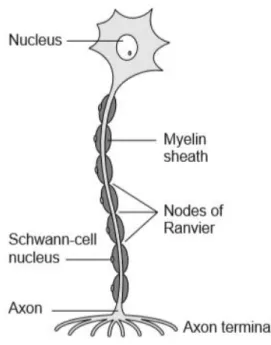 Figure 2.1 - Peripheral motor neuron with its structural features: cell body and axon extension surrounded  by myelin sheath produced by Schwann cells (Adapted from [21])