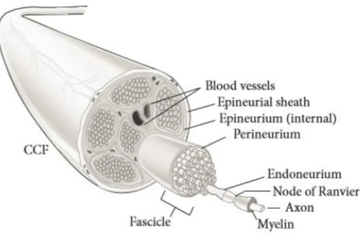 Figure 2.2 - Cross-sectional anatomy of peripheral nerve [2]. 