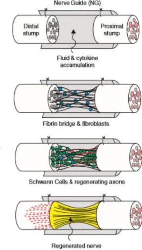 Figure  2.5  -  The  structure  of  nerve  guidance  conduits  showing  the  sequence  of  events  that  occur  in  peripheral nerve regeneration [27]