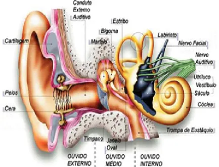 Figura 3.7: Ilustração da anatomia da orelha humana. 