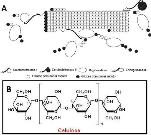 Figura 8  A. Modo de ação sinérgico das celulases em celulose cristalina. B. Estrutura  molecular da celulose (modificado de Voltatodio, 2012)